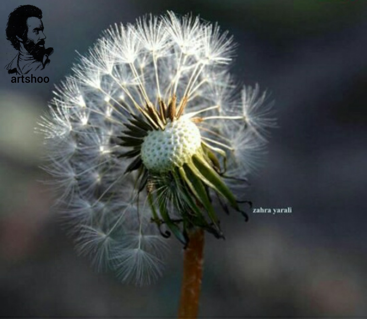 گل اورژینال رنگ روغن